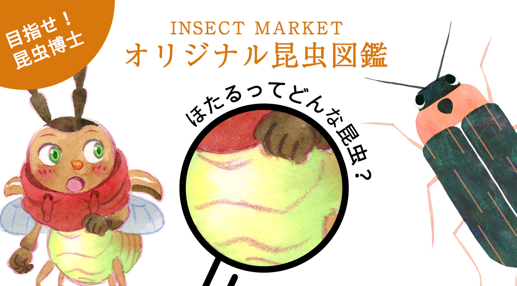 ほたる firefly - INSECT MARKET| 昆虫と学びのポータルサイト 