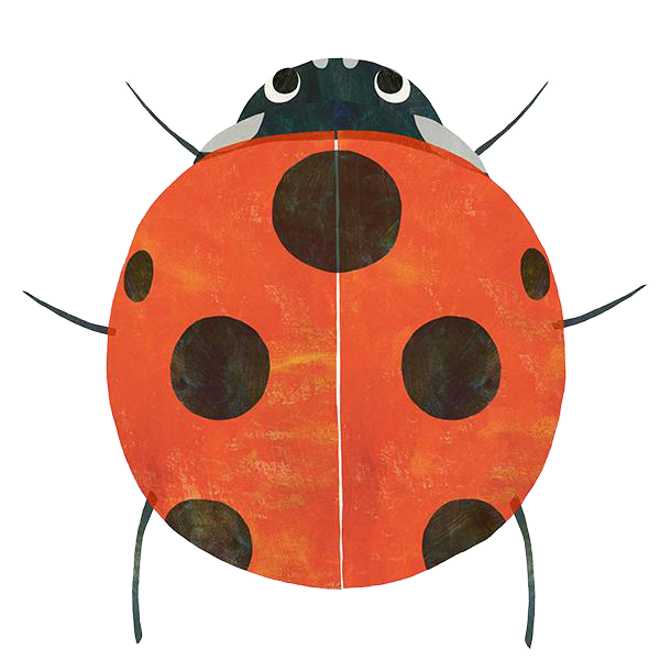 てんとうむし Ladybug Insect Market 香川照之プロデュース昆虫と学びのポータルサイト インセクトマーケット