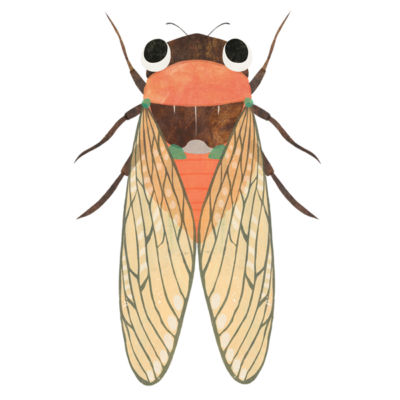 せみ Cicada Insect Market 昆虫と学びのポータルサイト インセクトマーケット