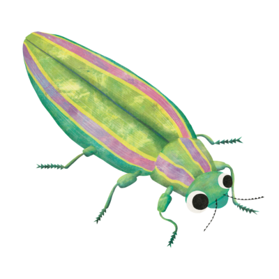 たまむし Jewel Beetle Insect Market 昆虫と学びのポータルサイト インセクトマーケット